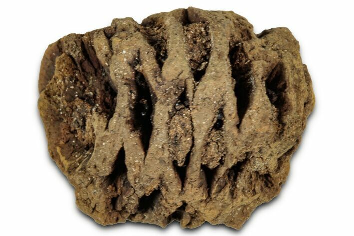 Fossil Pine Cone (Metasequoia) - Montana #352477